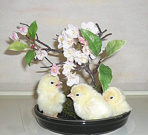 �Ђ炵�܎Y�w�l��