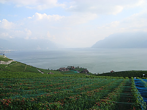 ��ʌ�����s�@�Ђ炵�܎Y�w�l��