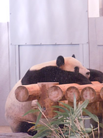 上尾,産婦人科