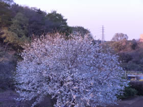 上尾,産婦人科