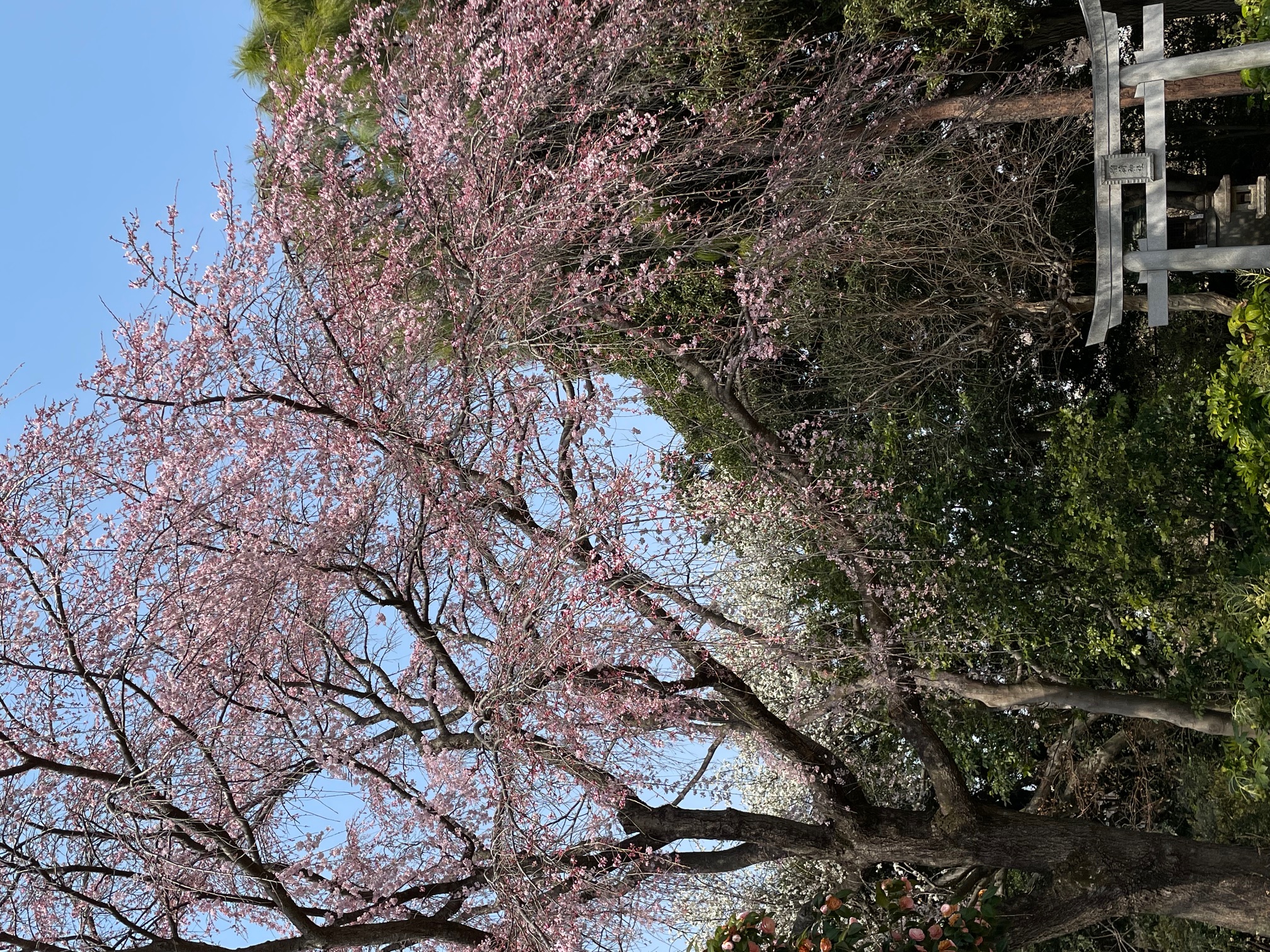 ひらしまごランド 「昇龍稲荷神社」の枝垂れ桜が3月末五分咲きになりました。