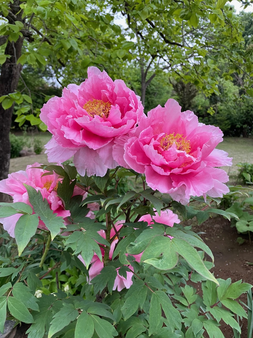 「ひらしまごランド」に、大きな牡丹の花が今年も花開きました。毎日‟カモのカップル“が小川に遊びにきています。